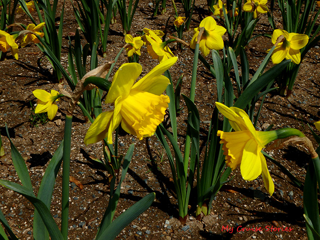 daffodils