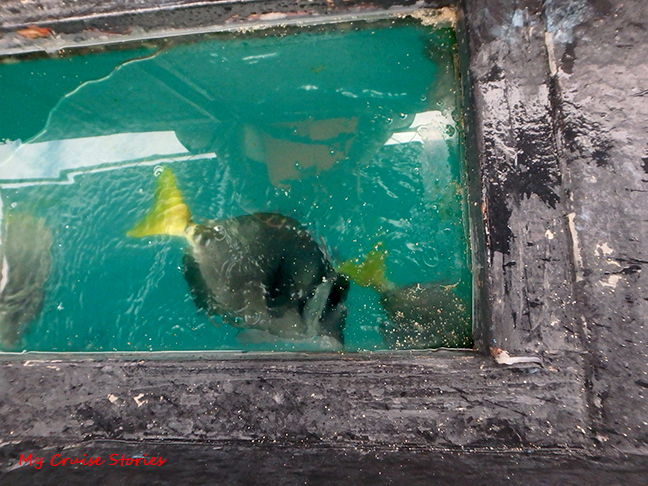 how to see fish without getting wet