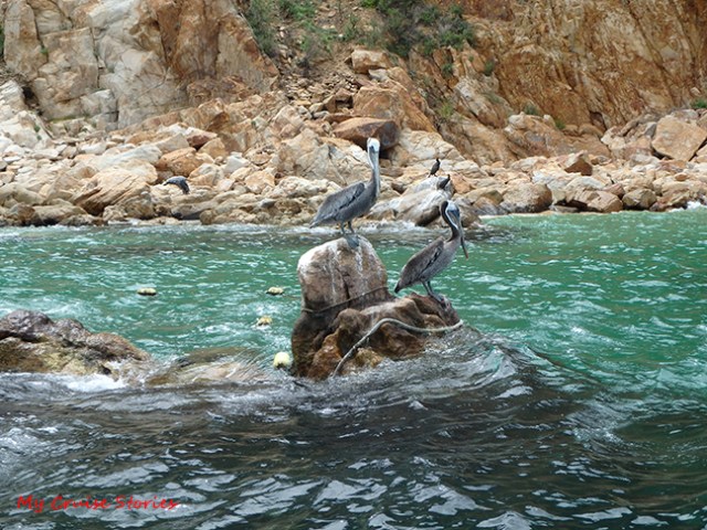 lots of pelicans in Cabo