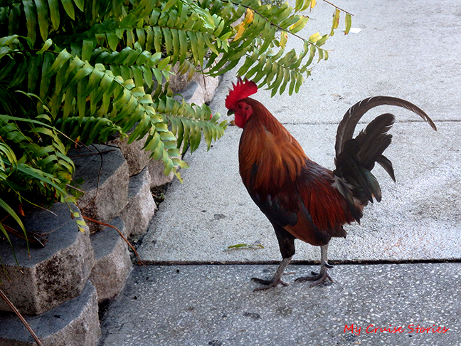feral rooster