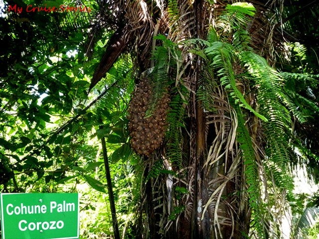 this tree has some nuts