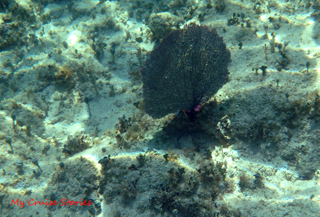 under the sea in Cozumel