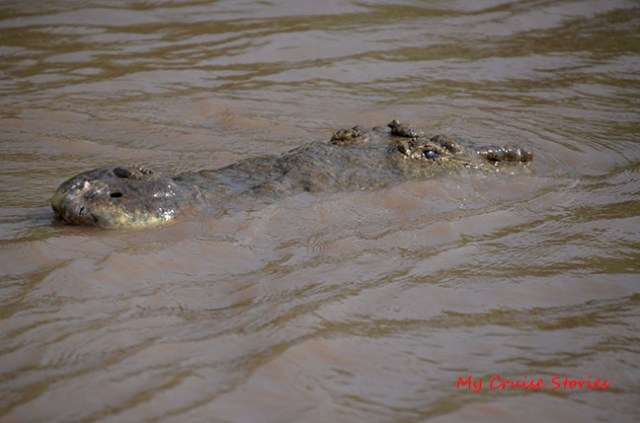 Costa Rica crocodile