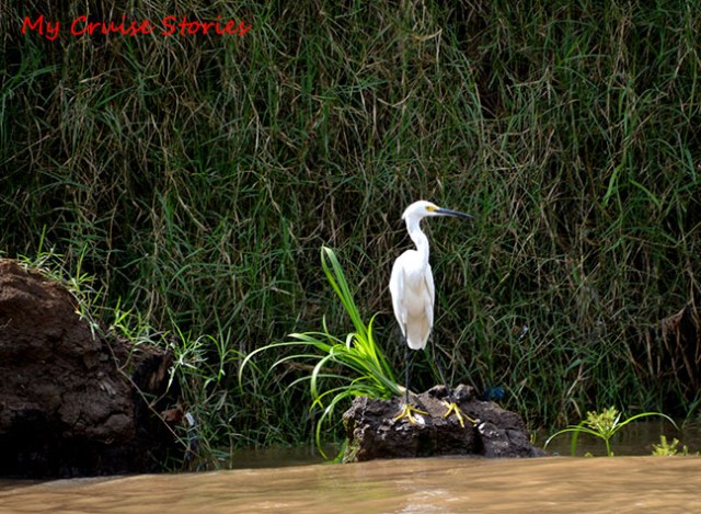egret