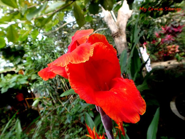 tropical flower
