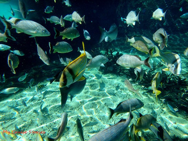 more fish than turtles