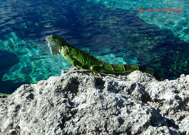 wild iguana