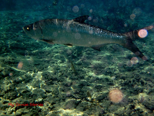 tarpon at Grand Cayman