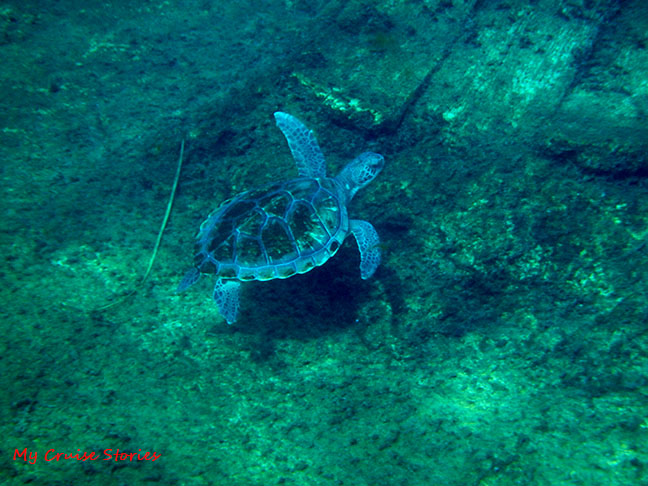 Grand Cayman Turtle Farm