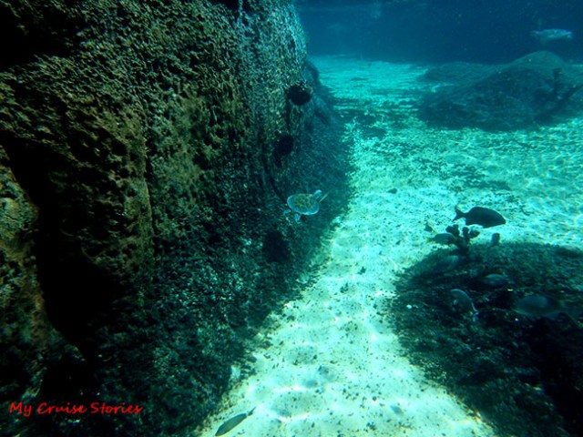 snorkling with turtles