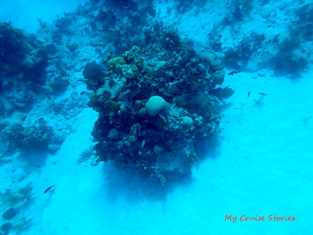 sea life likes structure