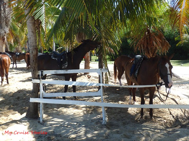horses on the beach