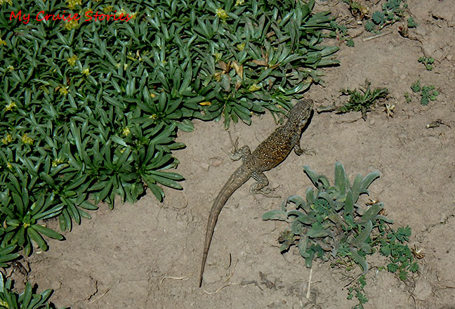 lizard that lives in the cold