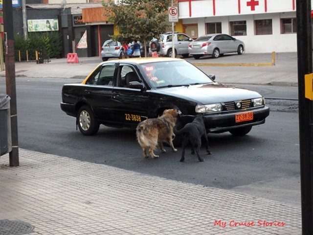 lots of street dogs in Santiago