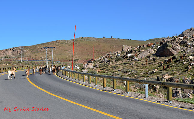 goat wrangling in Chile