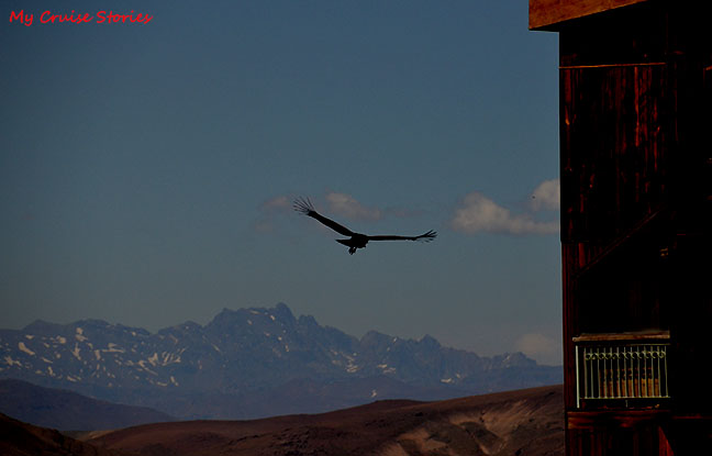 condor in the Andes Mountains