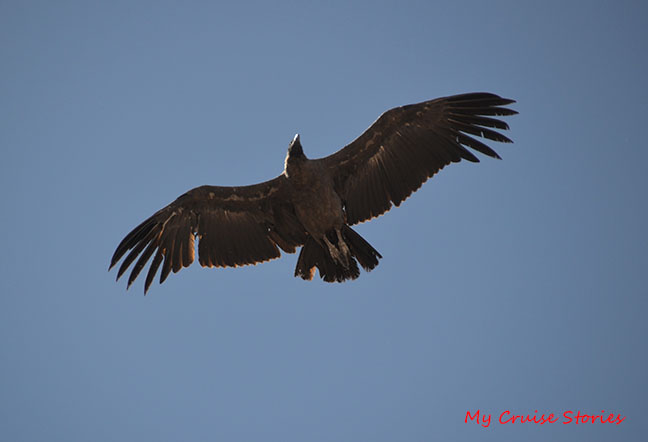 Chilean condor