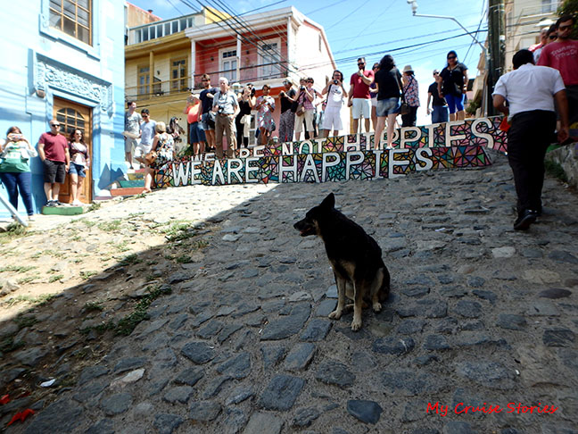 street dogs of Valparaiso