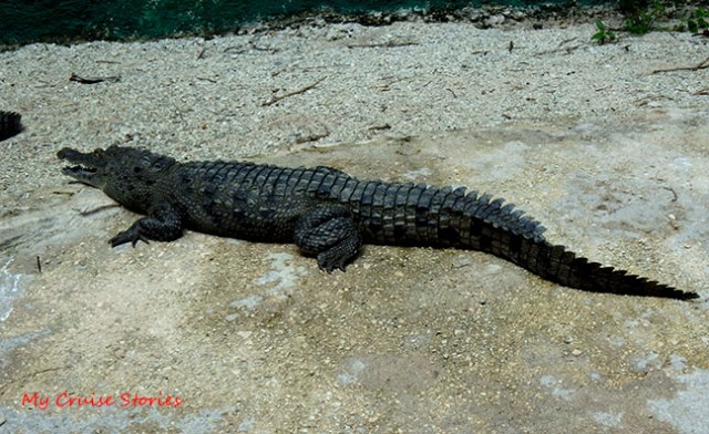 crocodile