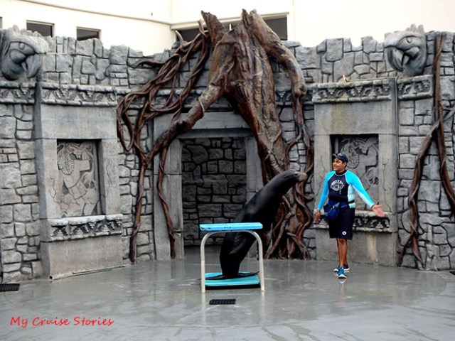 performing sea lions