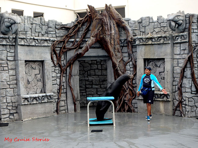 performing sea lions