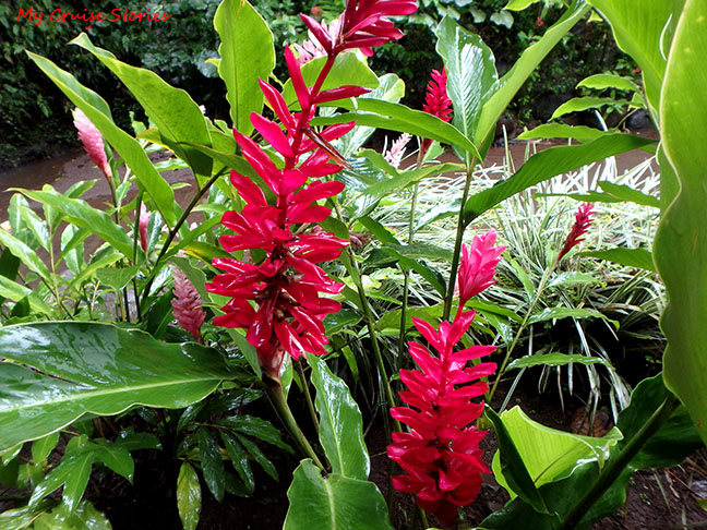 tropical flowers in Tahiti