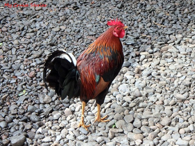 rooster running free