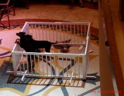 puppies on a cruise ship