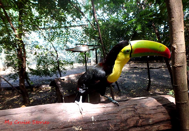 toucan in Colombia