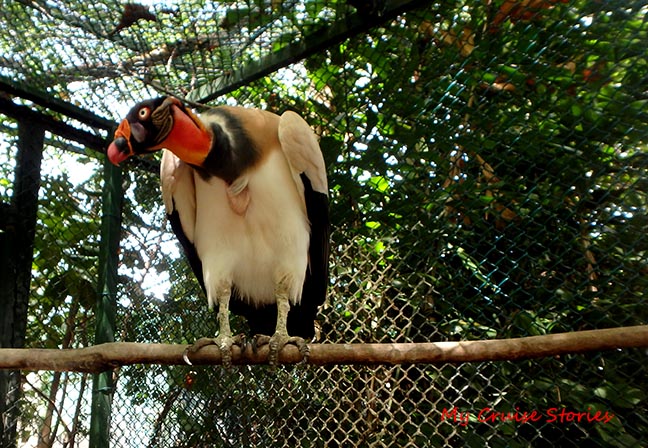 vulture in Colombia