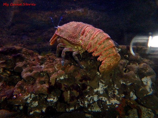 lobster - not for dinner