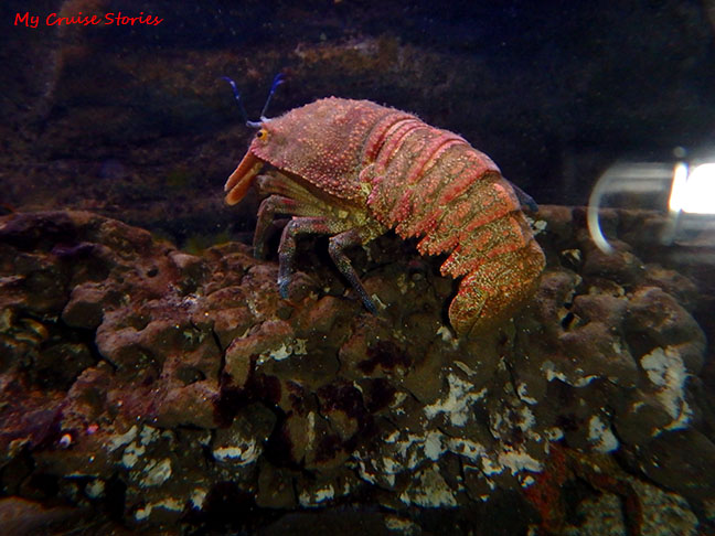 lobster - not for dinner