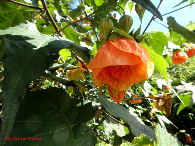 flower in New Zealand