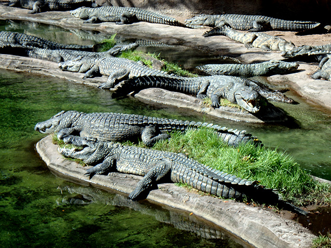 alligators at Disney World