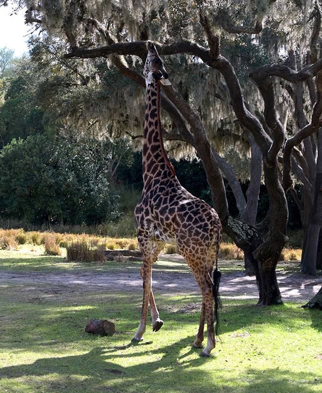 Disney World Animal Kingdom