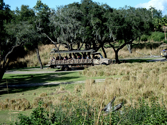 Disney World safari