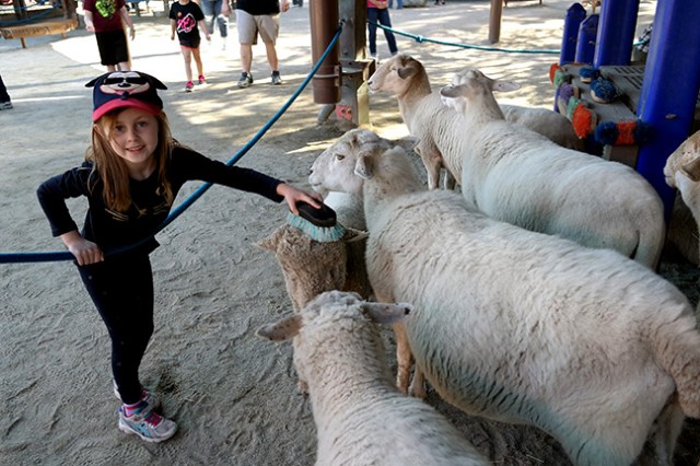 animals at the Animal Kingdom