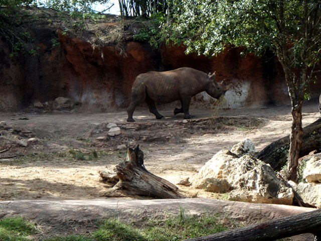 rhino at Disney World