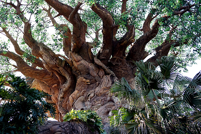 tree theater at Disney World