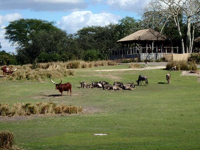 Disney's Animal Kingdom