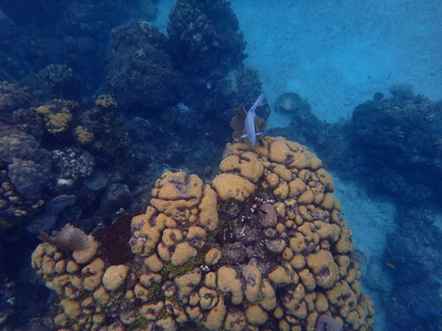 Chankanaab underwater