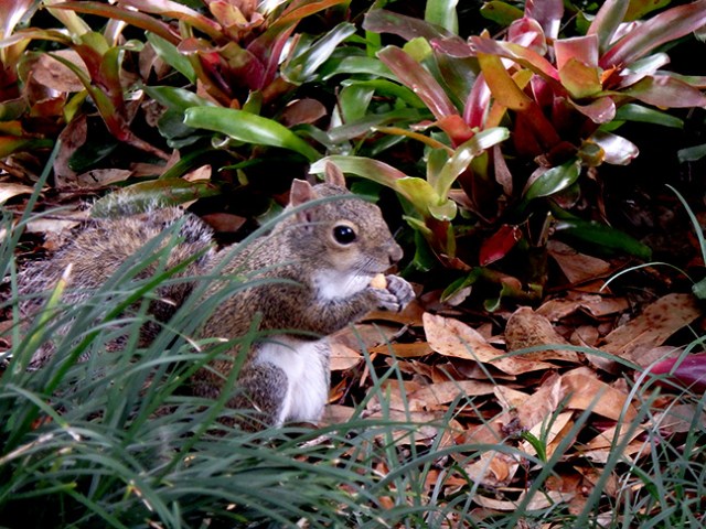 squirrels lived all over the area near Disney