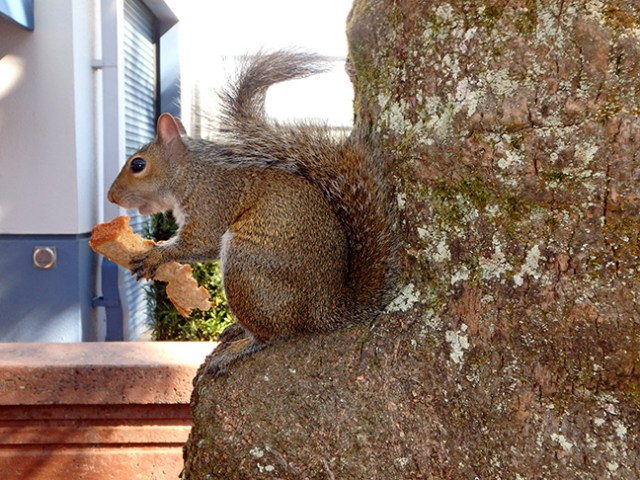 squirrel with a sandwich
