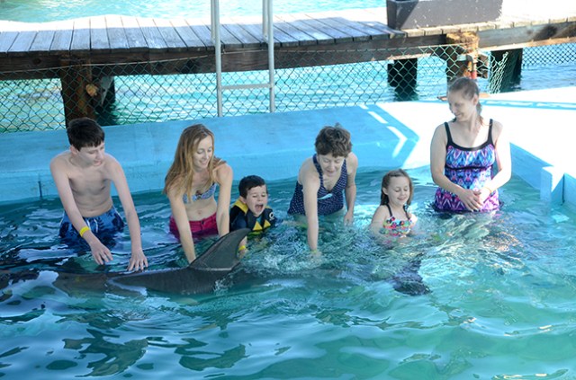 dolphin encounter