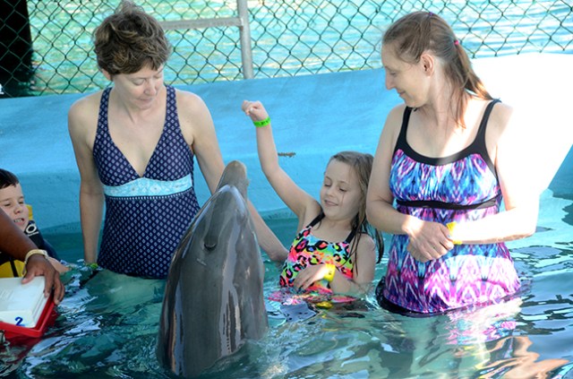 dolphin encounter