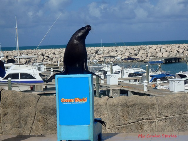 Ocean World sea lion