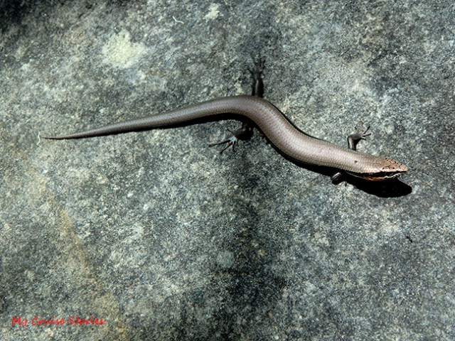 Australian skink