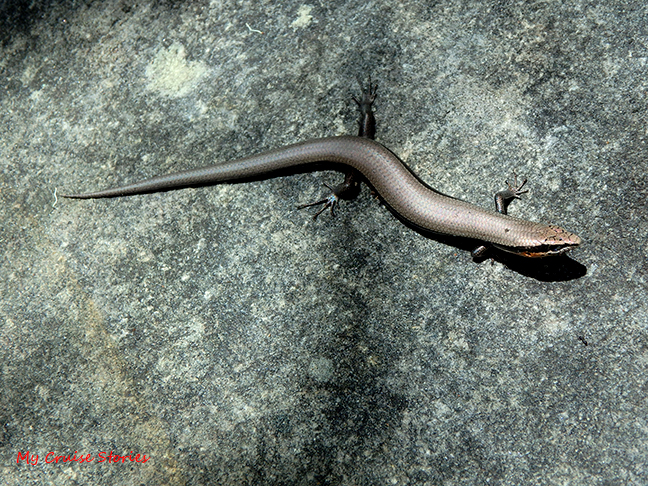 Australian skink
