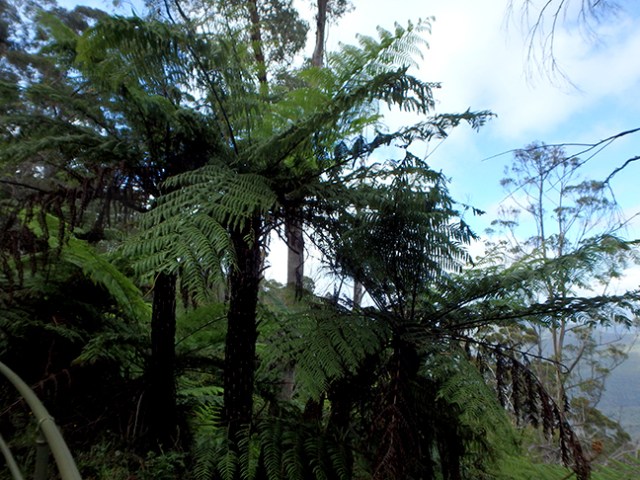 fern trees