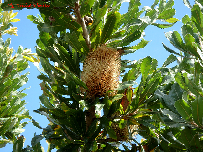 Blue Mountains trees